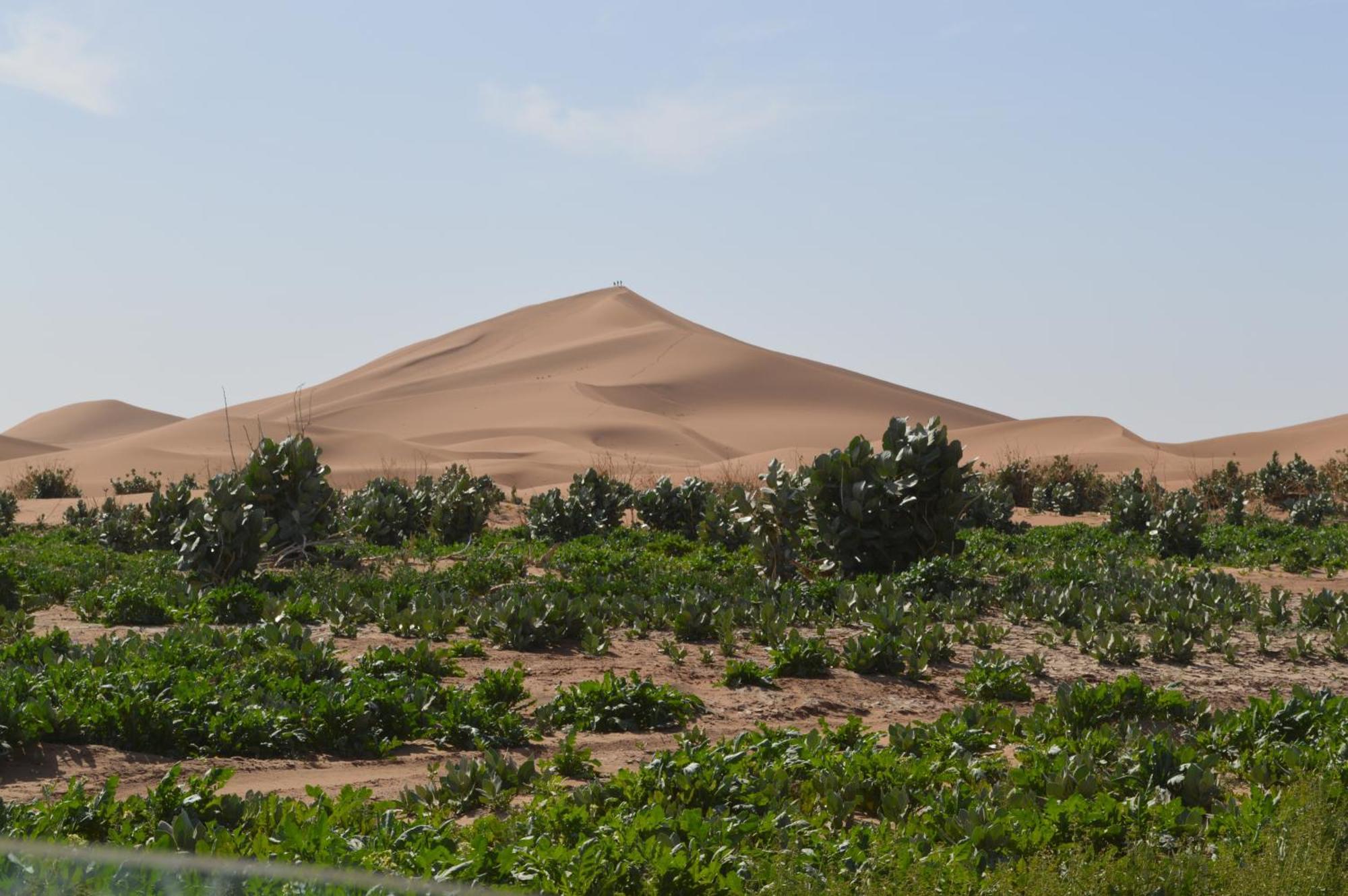 Bivouac Les Nomades & Foum Zguid To Chegaga Tours Hotell Exteriör bild